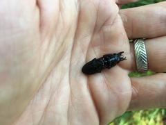 Scarites vicinus