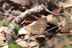 Cissia rubricata cheneyorum