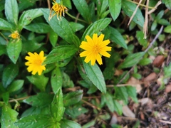 Sphagneticola trilobata