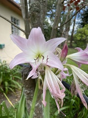 Crinum moorei
