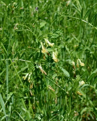 Vicia ciliatula