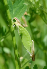 Vicia ciliatula