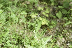 Saussurea parviflora