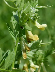 Vicia ciliatula