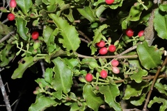 Agelanthus kraussianus