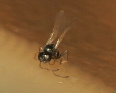 Melikaiella ostensackeni