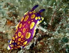 Felimida luteorosea