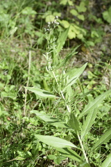 Saussurea parviflora