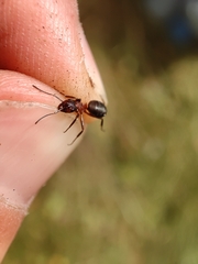 Formica lugubris