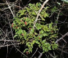 Agelanthus kraussianus