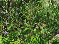 Ruellia coerulea