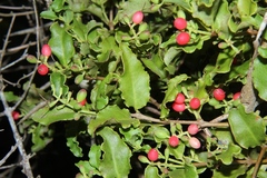 Agelanthus kraussianus