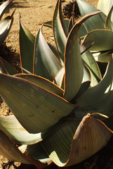 Aloe karasbergensis