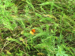 Lycaena virgaureae