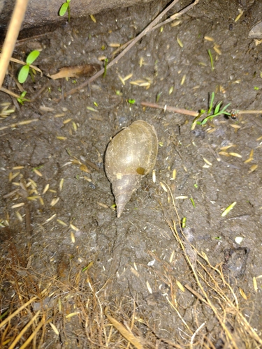 vodniak vysoký (Lymnaea stagnalis)