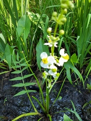 Sagittaria brevirostra