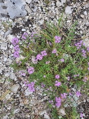 Thymus bashkiriensis