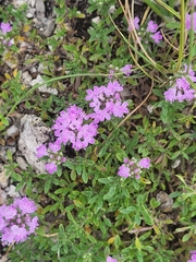 Thymus bashkiriensis