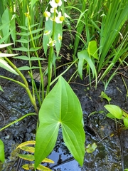 Sagittaria brevirostra