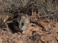 Sminthopsis crassicaudata