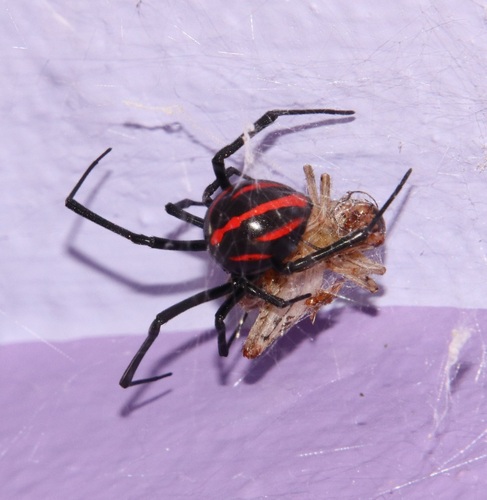 Latrodectus occidentalis