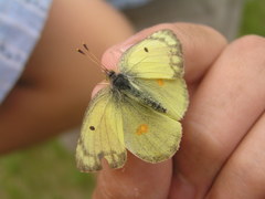 Colias philodice