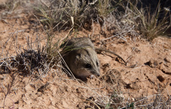 Sminthopsis crassicaudata
