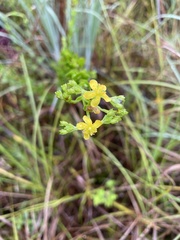 Hypericum cistifolium