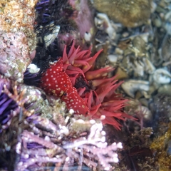 Cribrinopsis albopunctata