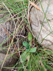 Formica lemani