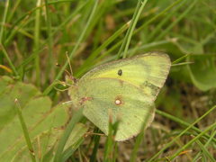 Colias philodice