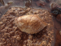 Zirfaea crispata