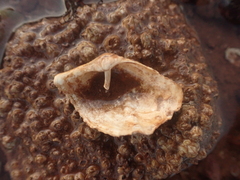 Zirfaea crispata