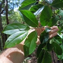 Diospyros morrisiana