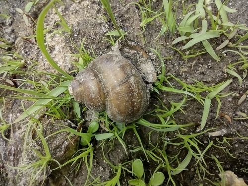 močiarka nafúknutá (Viviparus contectus)
