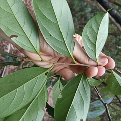 Diospyros morrisiana