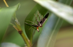 Filodes fulvidorsalis