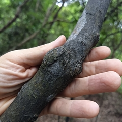 Diospyros morrisiana