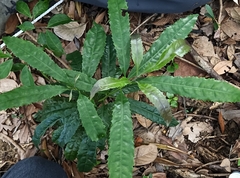 Helicia cochinchinensis