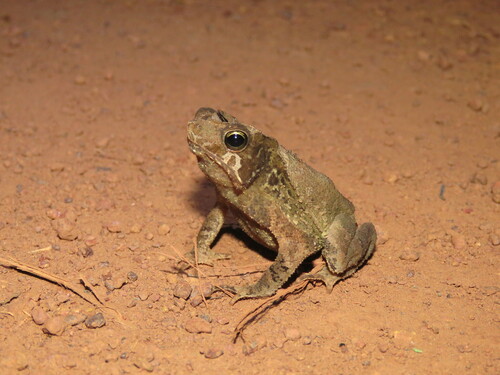 Rhinella exostosica