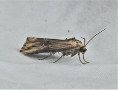 Crambodes talidiformis