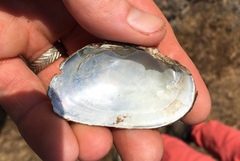 Lasmigona subviridis