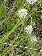 Allium cretaceum