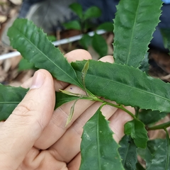 Helicia cochinchinensis