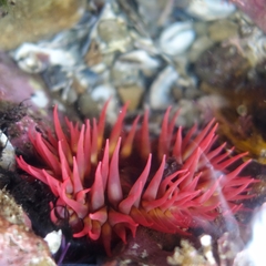 Cribrinopsis albopunctata