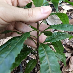 Helicia cochinchinensis