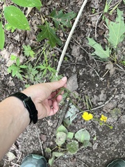 Ranunculus acris acris