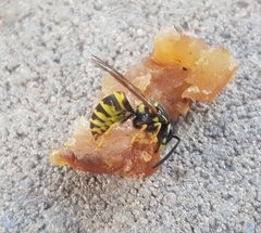 Vespula vulgaris