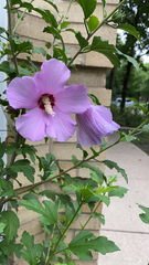 Hibiscus syriacus