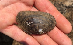 Lasmigona subviridis